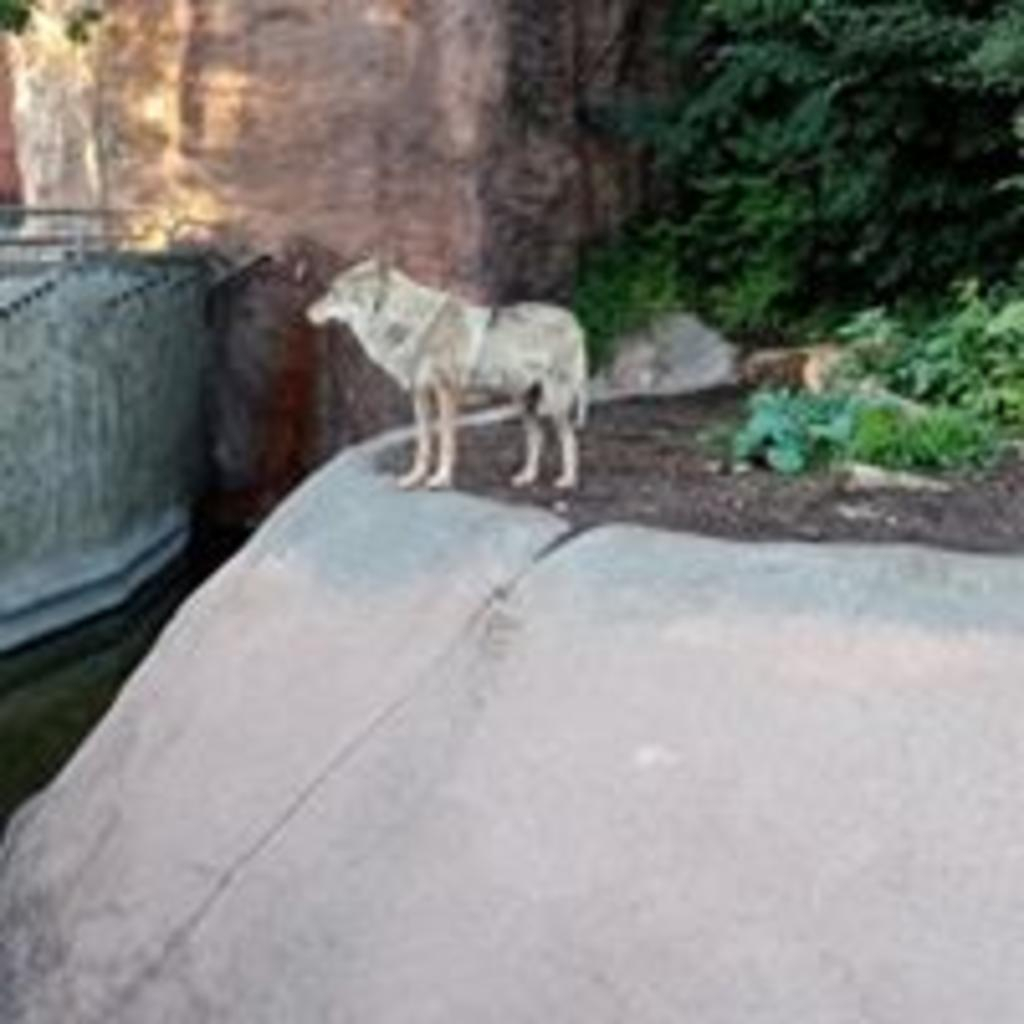 Антон Арестов