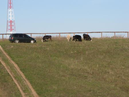 honda&amp;nbsp;shuttle